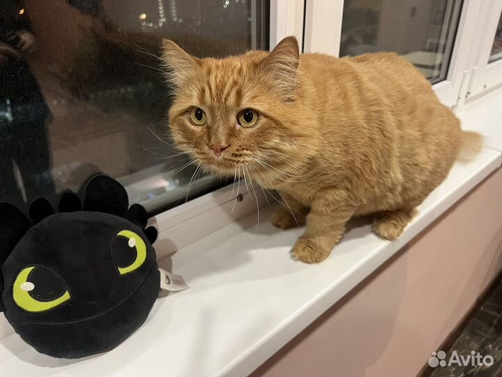 Сибирский кот