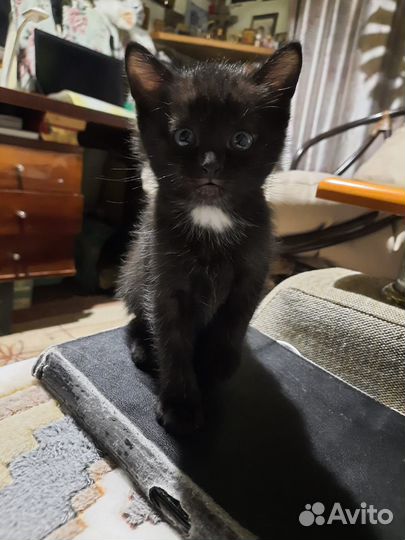Черный котенок