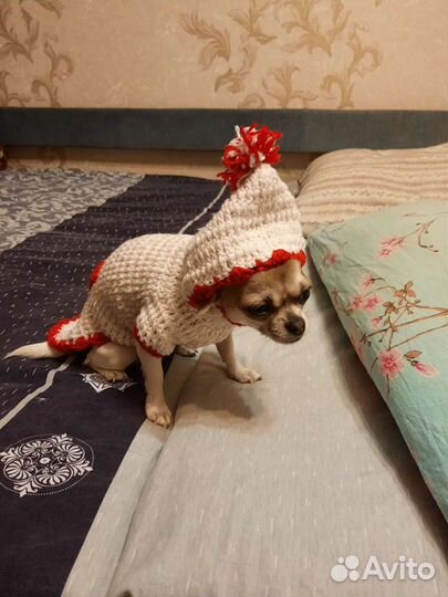 Вязаная Одежда для собак(маленьких пород)