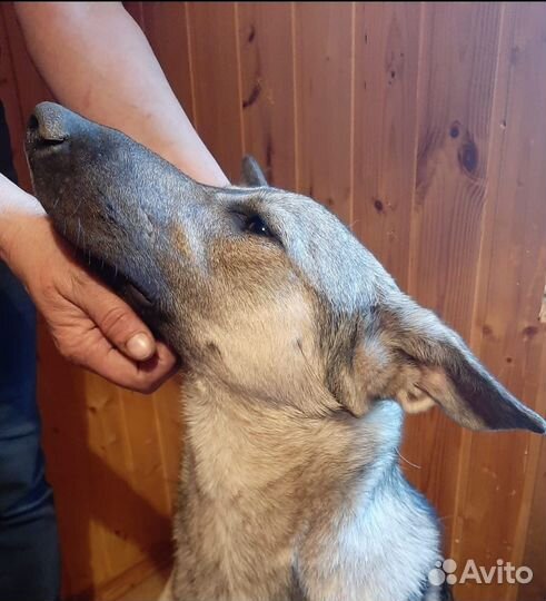 Собака (мальчик) ищет дом или передежку