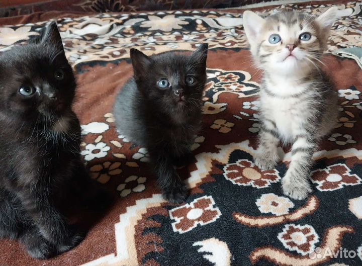 Котята в добрые руки