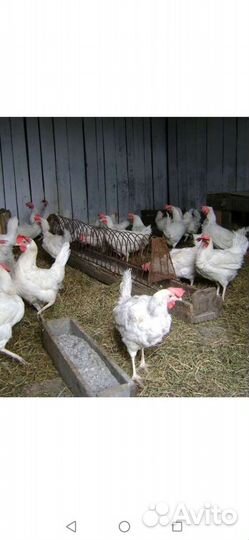 Куры несушки
