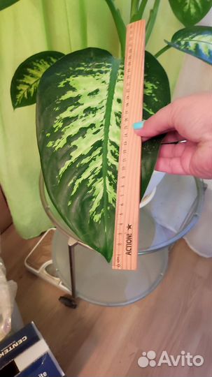 Диффенбахия