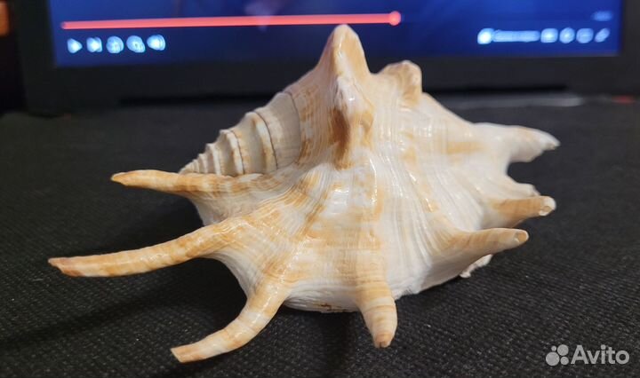 Ракушки (раковины) морские, 5шт