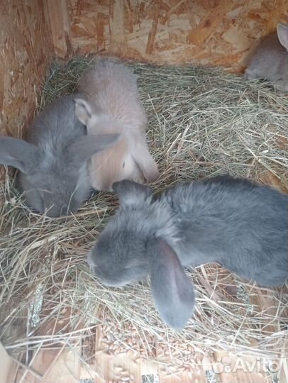 Кролики породы французский баран