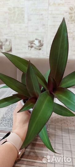 Традесканция рео