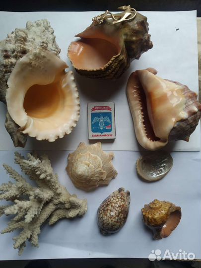 Морские ракушки