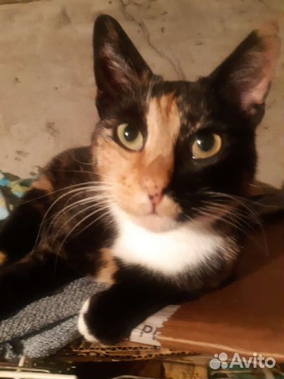 Матильда ищет дом