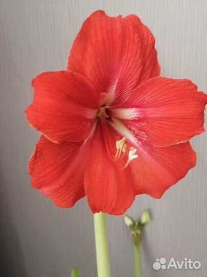 Гиппиаструм-амариллис