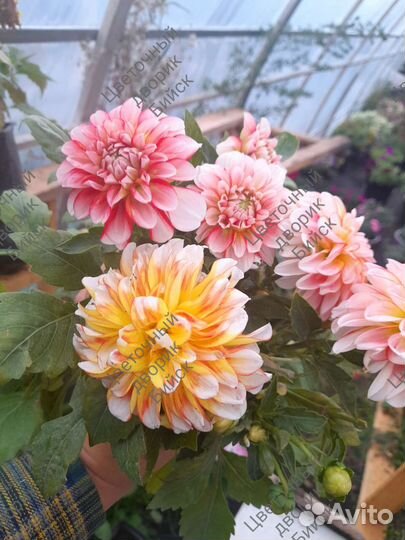 Георгины Патио вегетативные