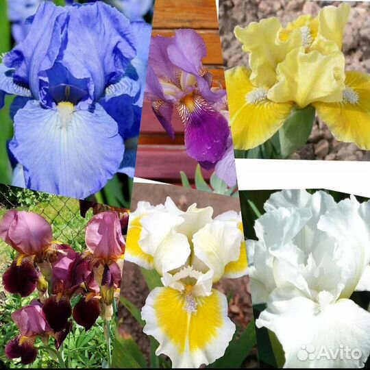 Ирисы высокие и карликовые
