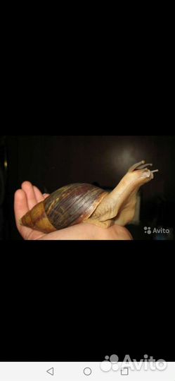 Тараканы,бражник,зофобас,саранча, и другое