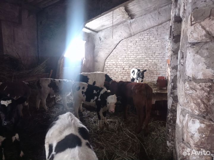 Телята, телки и бычки