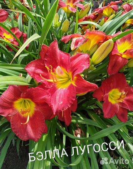 Лилейники сортовые