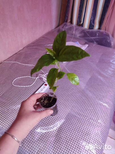 Пассифлора северная укорененные черенки