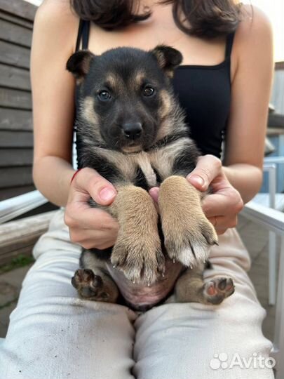 Щенки девочки