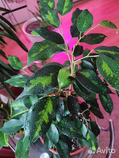 Фикус бенджамина денилайт (индиго)