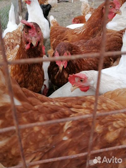 Яйца домашние куриные