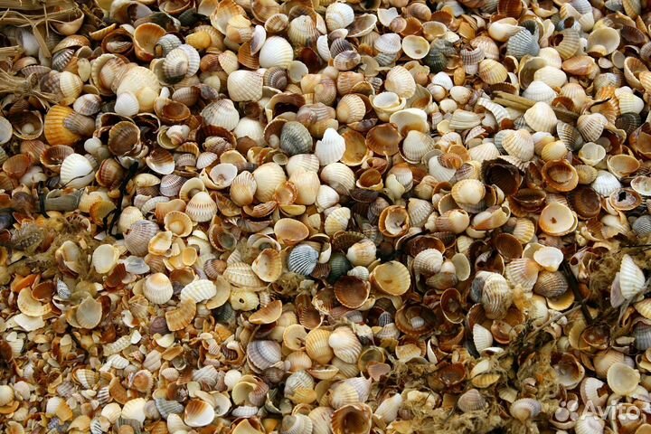 Ракушки для декора
