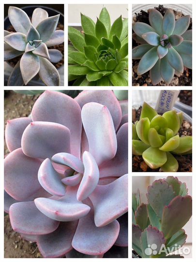Суккуленты набор детки