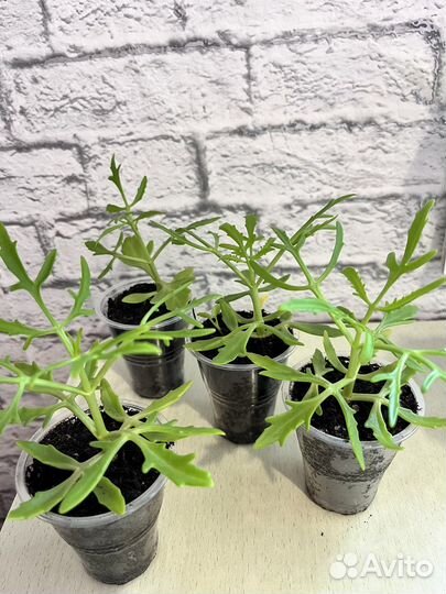 Каланхоэ рассеченное