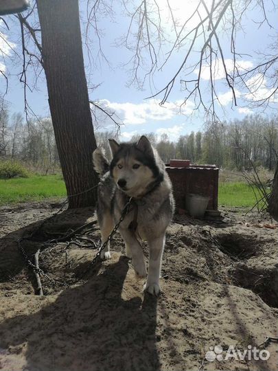 Сибирский хаски