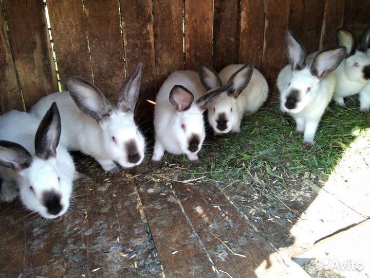 Калифорнийские кролики