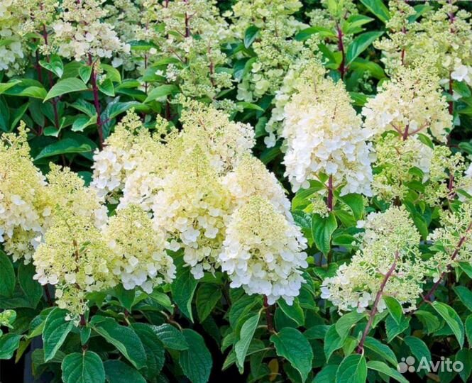 Гортензия Меджикал файер