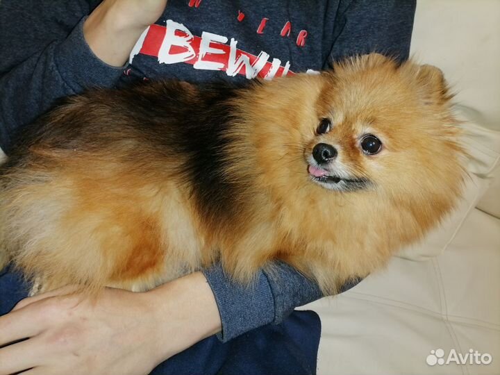 Зооняня, передержка