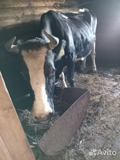 Продаем корову