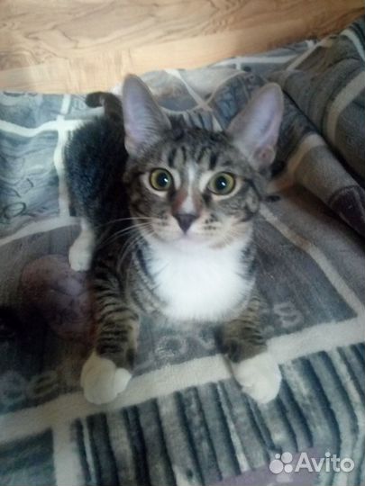 Ваш будущий любимый кот