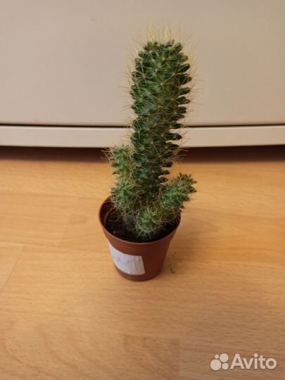 Кактусы Маммилярия