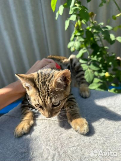 Бенгальские котята