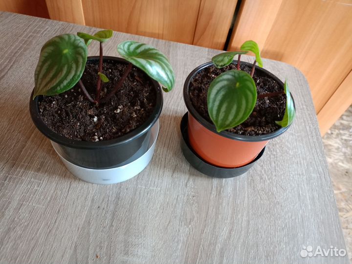 Пеперомия арбузная