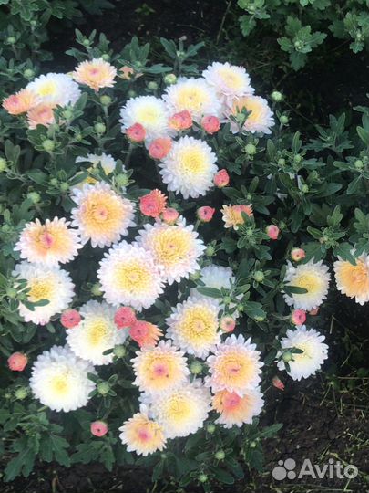 Хризантемы мультифлора