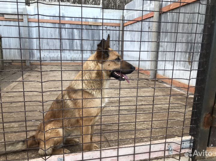 Две собачки и две подружки