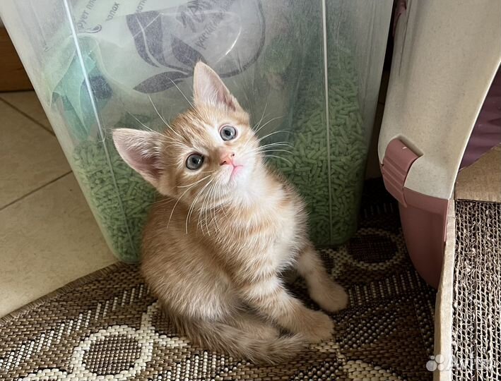 Рыжий котенок Гномик