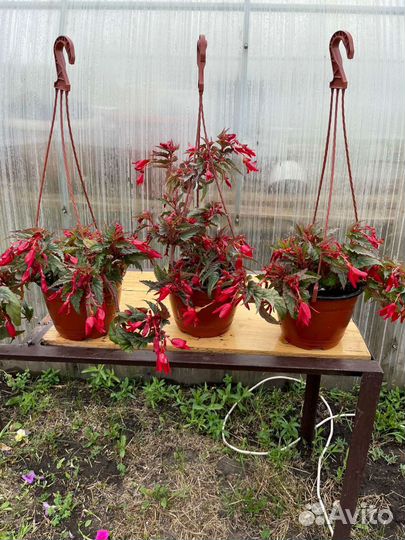 Бегония ампельная