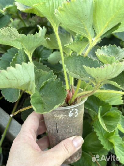 Клубника « Купчиха« саженцы в стаканчиках