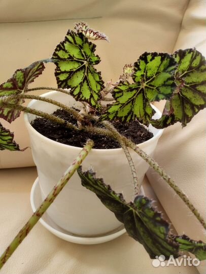 Цветы комнатные