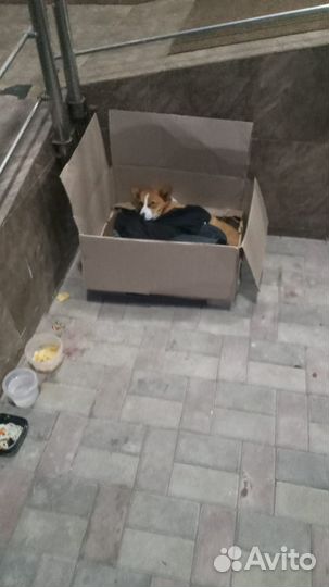 Собаки не для пиара