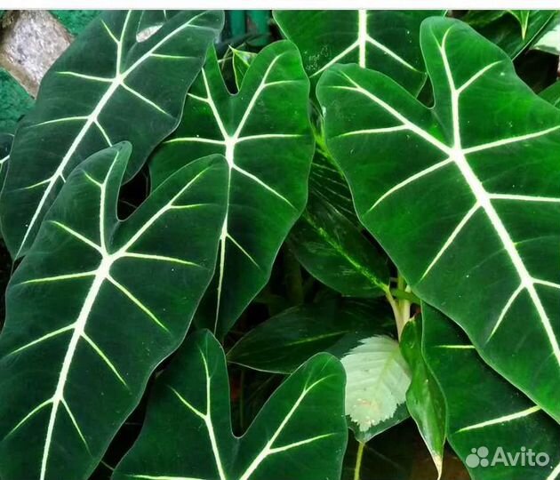 Клубни коразон, регал шилдс, сильвер драгон