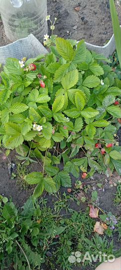 Ремонтантная земляника