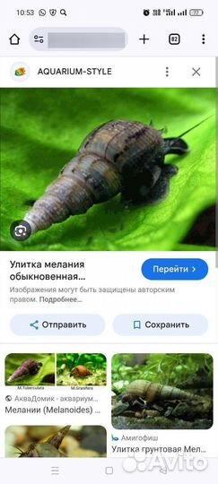 Улитки аквариумные