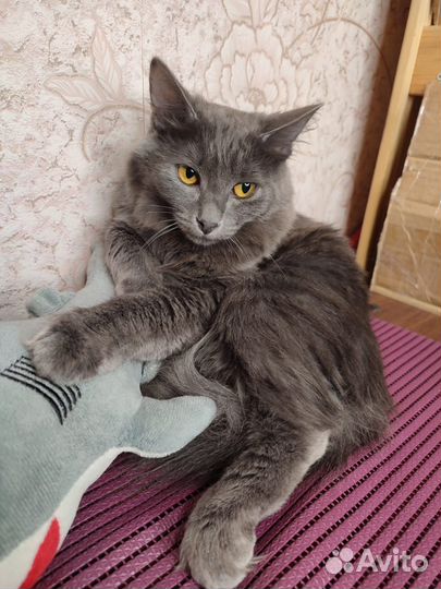 Кошечка полгода