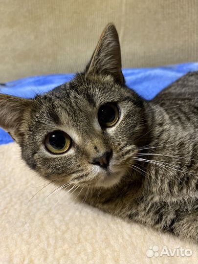 Помесь бенгала девочка