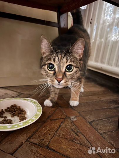 Кошка Бося ищет дом