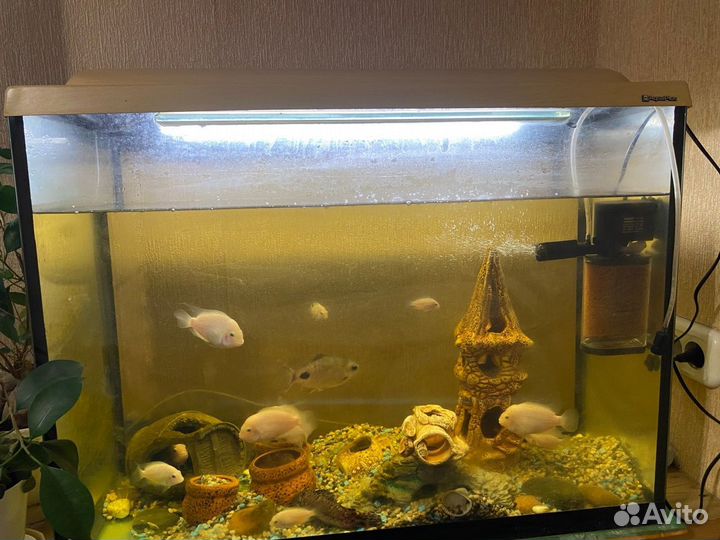 Аквариум 100 литров