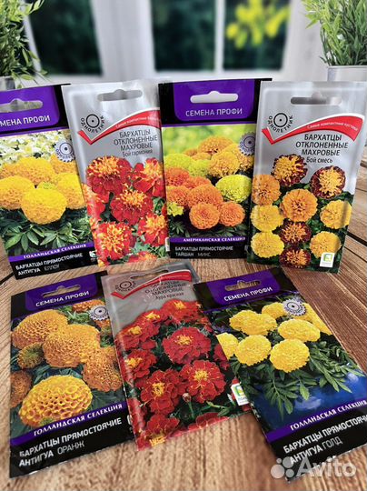 Астры, бархатцы