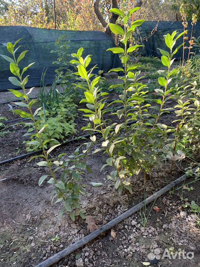 Саженцы бирючины